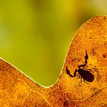 Photograph of the edge of an oak leaf showing silhouette of pseudoscorpian