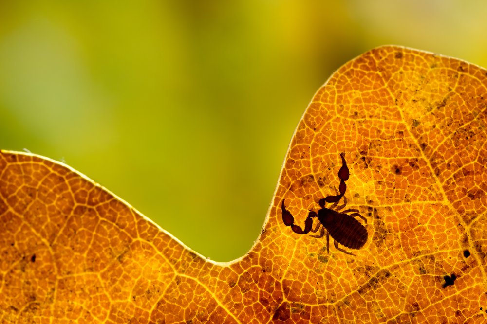Image of Psudoscorpion Chernes Cimicoides on an autumn leaf