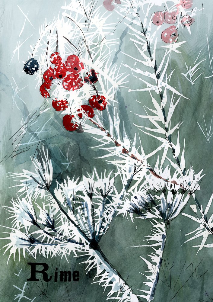 Dialect word 'rime'. Illustration of frost covered branches with red berries.
