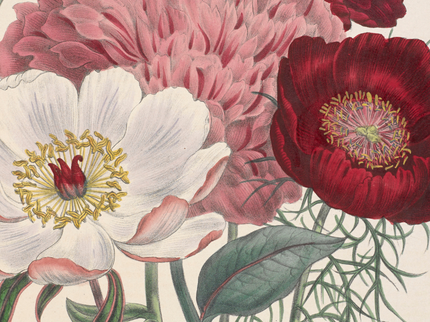 Unearthed exhibition lead image of a drawing of roses