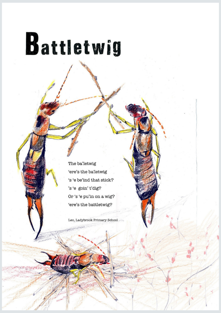 Dialect word 'Battletwig'. Poem and illustration of earwigs sword fighting with sticks.