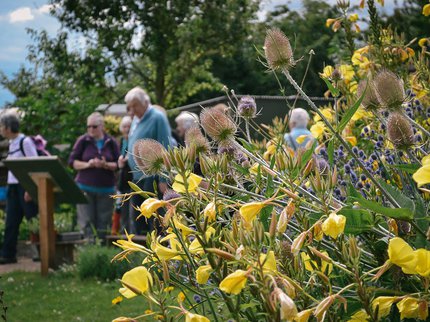 Colour photograph of flowers in bloom at the St Anns Allotments in Nottingham