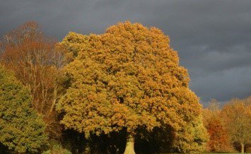 All About Trees.jpg