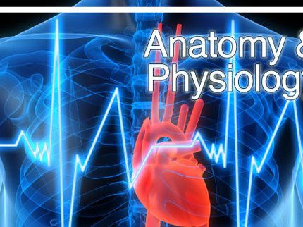Anatomy.jpg