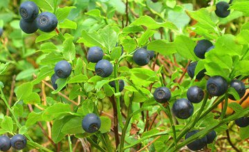 Bilberry Foraging.jpg