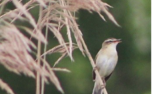 Bird sat on branch