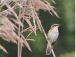 Bird sat on branch
