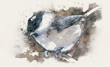 Birds watercolour-4817528_1280.jpg