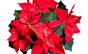 Christmas Flower Arranging.png