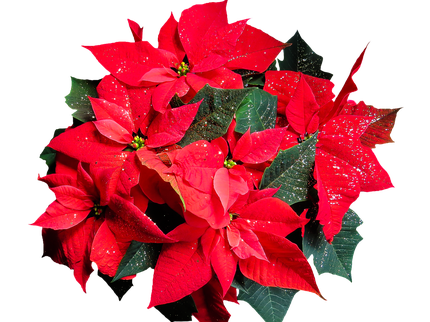 Christmas Flower Arranging.png