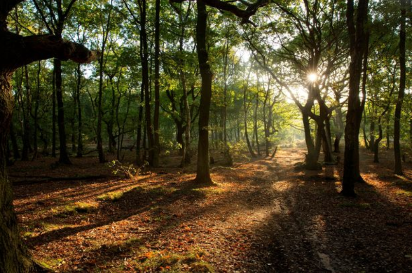 Clipstone walk.png