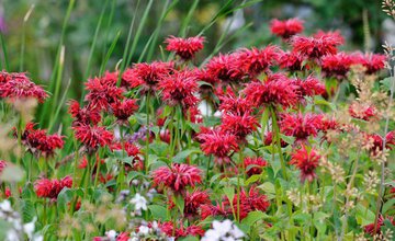 Gardener's world