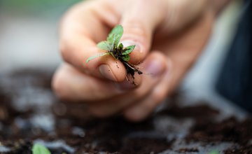 hand holding seedling in preparation for planting