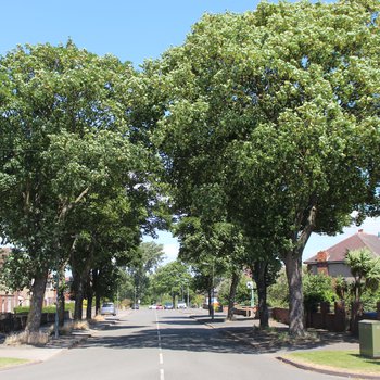 Waterslack road with 2 large trees