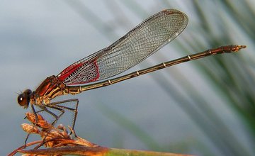 Insect.jpg
