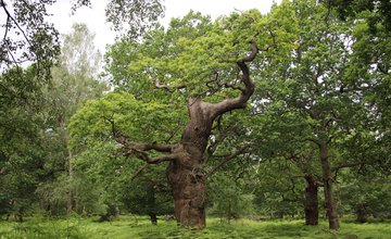 InspireUnderstandingAncientTrees[2].JPG