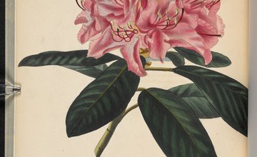 A drawing of Rhododendron catawbiense from The Botanical Cabinet, consisting of coloured delineations of plants, from all countries, with a short account of each, etc. (1817-33) By C. Loddiges and Sons ... From the British Library Archive