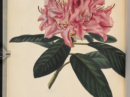 A drawing of Rhododendron catawbiense from The Botanical Cabinet, consisting of coloured delineations of plants, from all countries, with a short account of each, etc. (1817-33) By C. Loddiges and Sons ... From the British Library Archive