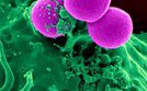 M Imamshah Gut Bacteria.jpg