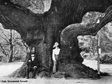 Major Oak c1900.jpg