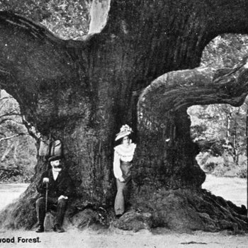 Black and white photo of the major oak tree from c1900 with people in the trunk