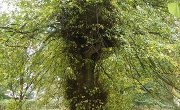 Creative writing nature tree