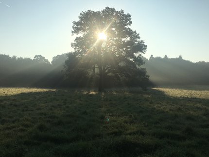 Newstead Abbey Grounds at Sunrise.jpg