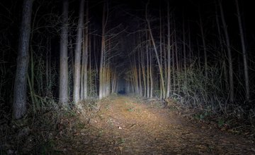 Nocturnal Nature dark wood trees
