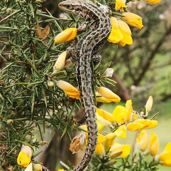 Colour photo of a common lizard on a gorse bush