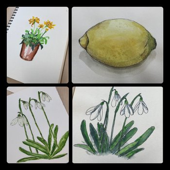 Four pieces of watercolour artwork in a collage of photographs. There are two sketches of snowdrops, a lemon, and potted flowers.
