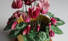S Evans cyclamen.jpg