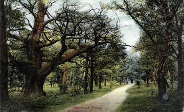 Sherwood Forest.jpg