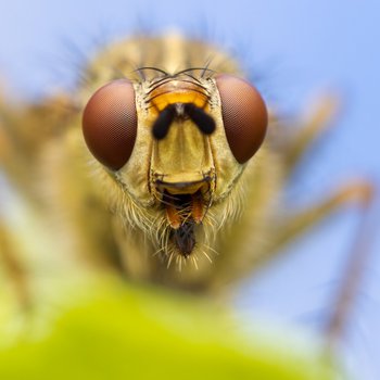 Close up photograph of a fly