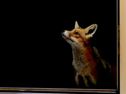 Vixen - IMAGE.jpg