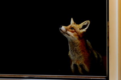 Image of a fox looking out of a window