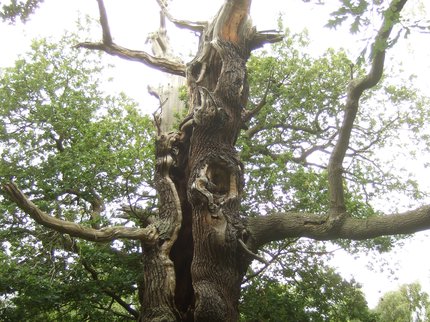 Miner2Major Oak