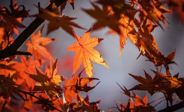 Autumn Leaves