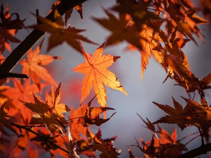 Autumn Leaves
