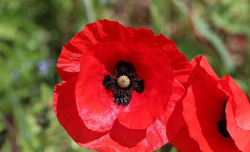 poppy