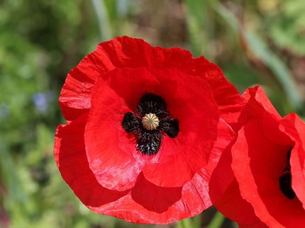 poppy