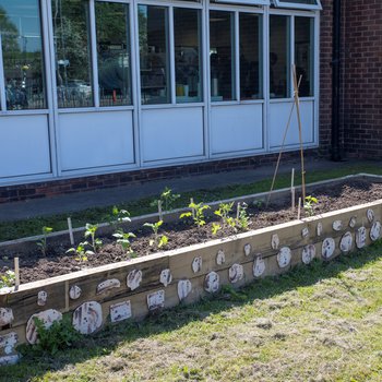 Wooden planter in library garden with green shoots