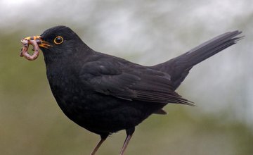 bird watching.jpg