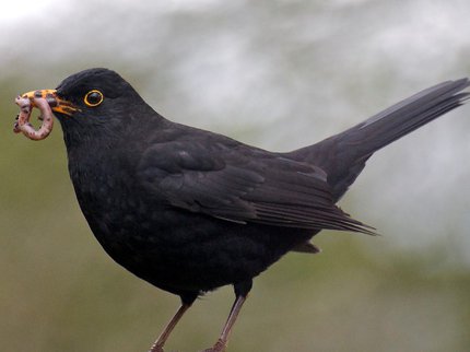 bird watching.jpg