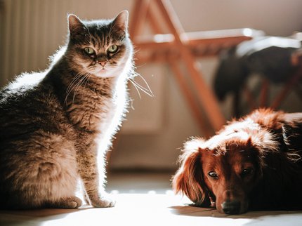 cat and dog.jpg