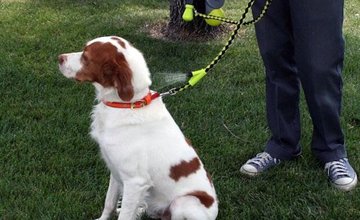 dog on lead.jpg