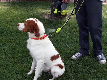 dog on lead.jpg