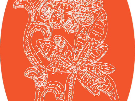 Lace
