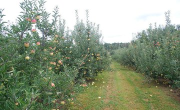 fruit tree management.jpg
