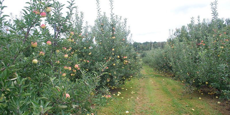 fruit tree management.jpg