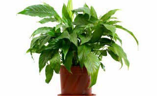 house plant